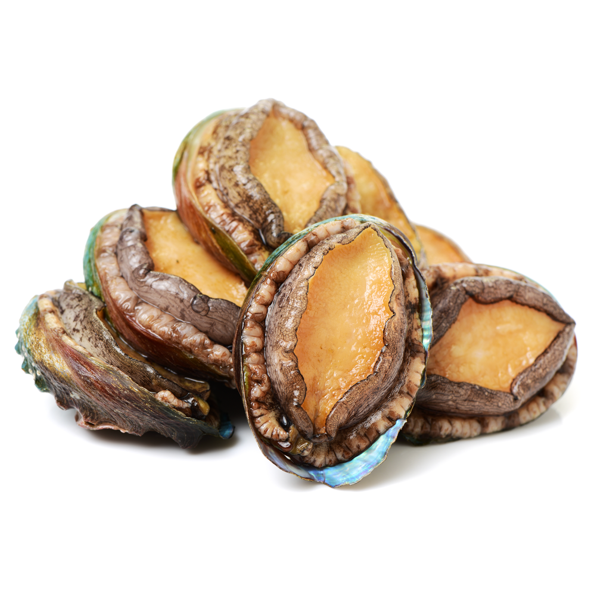 Bào Ngư